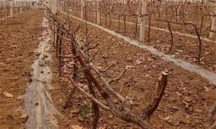 葡萄園土壤管理有哪幾種方法、措施？