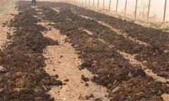 番茄怎樣施肥才能高產(chǎn)？