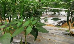 大棚辣椒施用控釋肥的優(yōu)點(diǎn) 施用控釋肥注意事項(xiàng)