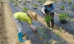 辣椒施用沖施肥有什么優(yōu)點(diǎn) 需要注意哪些問(wèn)題？