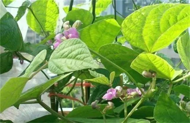 低溫時(shí)期蕓豆如何?;ūGv