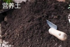 蕓豆?fàn)I養(yǎng)土如何配制 蕓豆育苗常見(jiàn)問(wèn)題有哪些