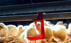 雛雞養(yǎng)殖的溫度、濕度、光照與密度問(wèn)題