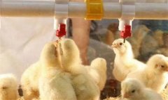 雛雞管理要點，要切實把握好這五點