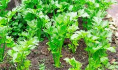 如何秋延遲生產(chǎn)香芹?