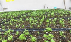 怎樣種好春芹菜？溫室春芹菜栽培要點(diǎn)有哪些？