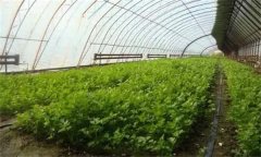 芹菜高產(chǎn)如何施肥？