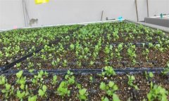 芹菜苗期如何進(jìn)行水肥管理？