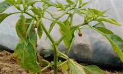 辣椒葉黃且落花落果是什么原因？