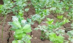 夏芹菜怎樣管理才能高產(chǎn)？