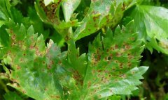 如何防治芹菜葉枯??？