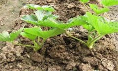 高溫期間草莓如何管理？