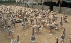 冬季肉鴨養(yǎng)殖應注意什么？