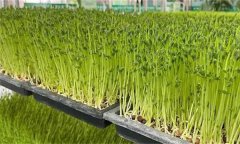 木本芽苗菜天綠香如何生產(chǎn)？