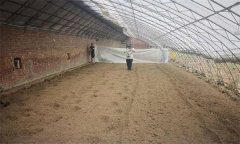 草莓大棚土壤消毒方法有哪些？