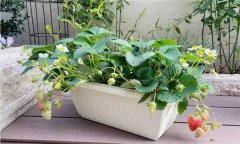 盆栽草莓怎么種？