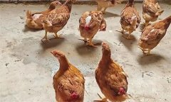 雞的啄肛的原因是什么，有哪些防治措施？