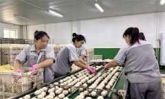 孵化用的種蛋為何要進(jìn)行預(yù)溫？