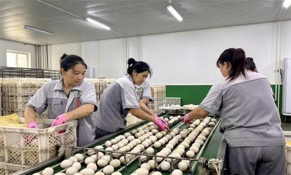 孵化用的種蛋為何要進(jìn)行預(yù)溫