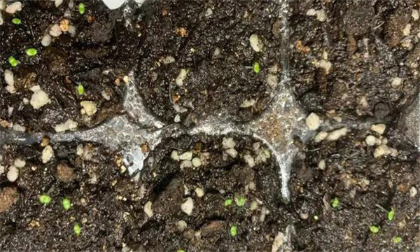 選種以及處理種子的相關事宜