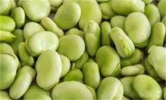 如何穴盤(pán)栽培生產(chǎn)蠶豆芽(苗)？