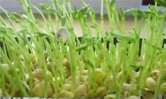 松柳芽苗菜如何進(jìn)行苗盤(pán)栽培生產(chǎn)？