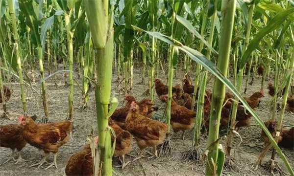 如何在玉米地里養(yǎng)雞