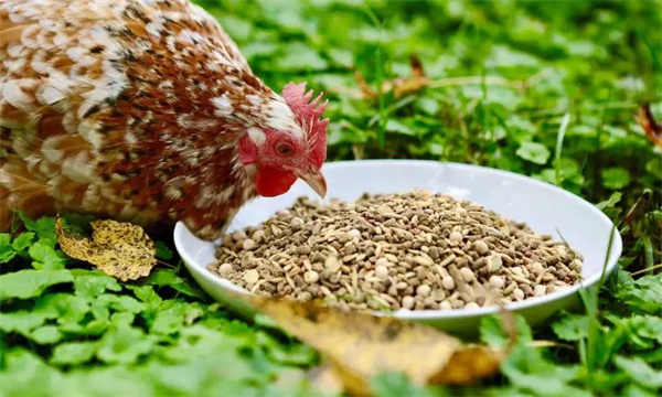 改善機體抗應(yīng)激能力