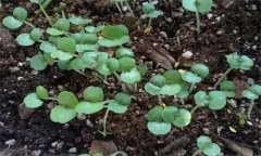 紫蘇芽苗菜生產(chǎn)技術(shù)要點(diǎn)有哪些？