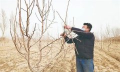 梨樹與整形修剪有關(guān)的特點是什么？