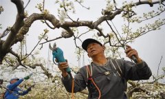 梨樹在初果期如何修剪？