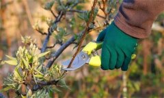 梨樹在盛果期應(yīng)當(dāng)如何進行修剪？