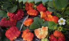 大棚草莓畸形果較多怎么辦？