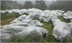 蘋(píng)果樹(shù)如何預(yù)防寒潮災(zāi)害？