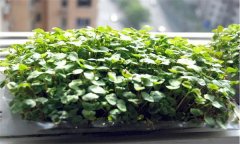 如何生產(chǎn)蕎麥芽苗菜？