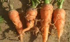 如何防止胡蘿卜肉質(zhì)根變硬？