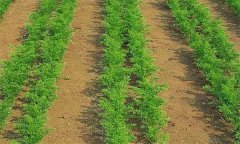 種植胡蘿卜何時(shí)間苗和定苗、如何中耕除草