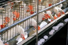 雛雞籠養(yǎng)會(huì)減少疾病嗎？籠養(yǎng)雞需注意幾個(gè)問(wèn)題