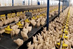 怎樣加強(qiáng)肉用種雞的光照管理？