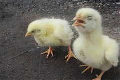 雞慢性呼吸道病流行特點(diǎn)、臨床癥狀與防治方法