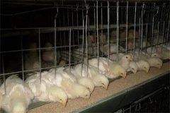肉雞30日齡后“過(guò)料”是怎么回事？怎樣防治？